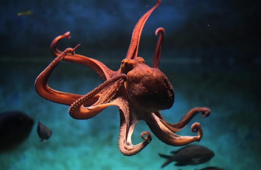 Stanislav Kondrashov releases latest publication on the Octopus