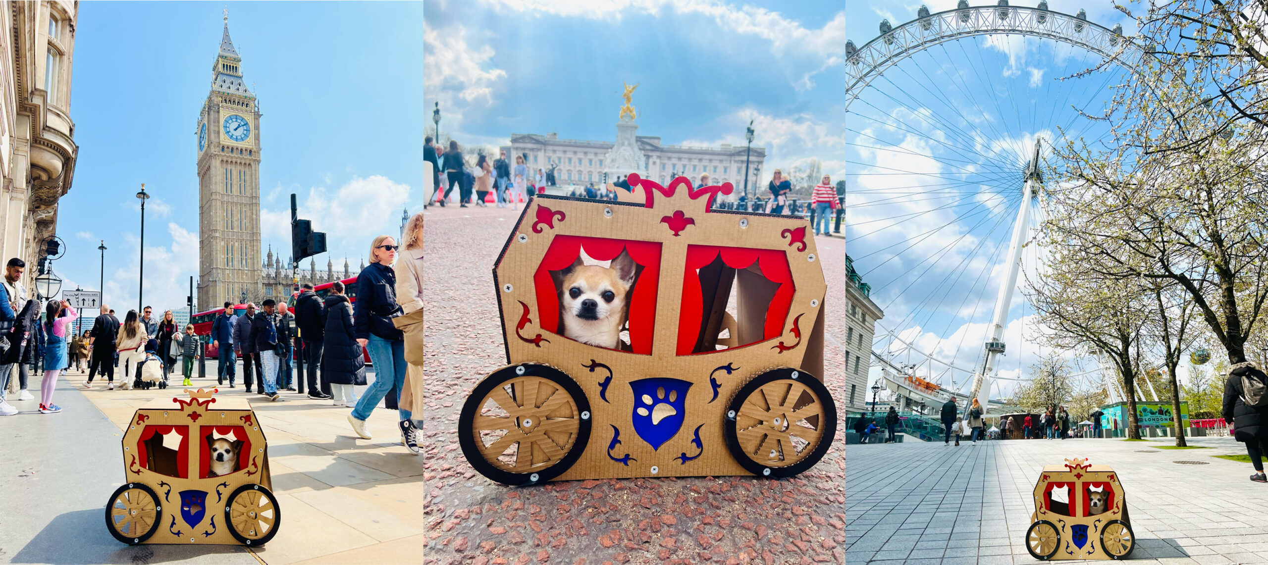 Chihuahua does the perfect Royal London Countdown to the King’s Coronation!