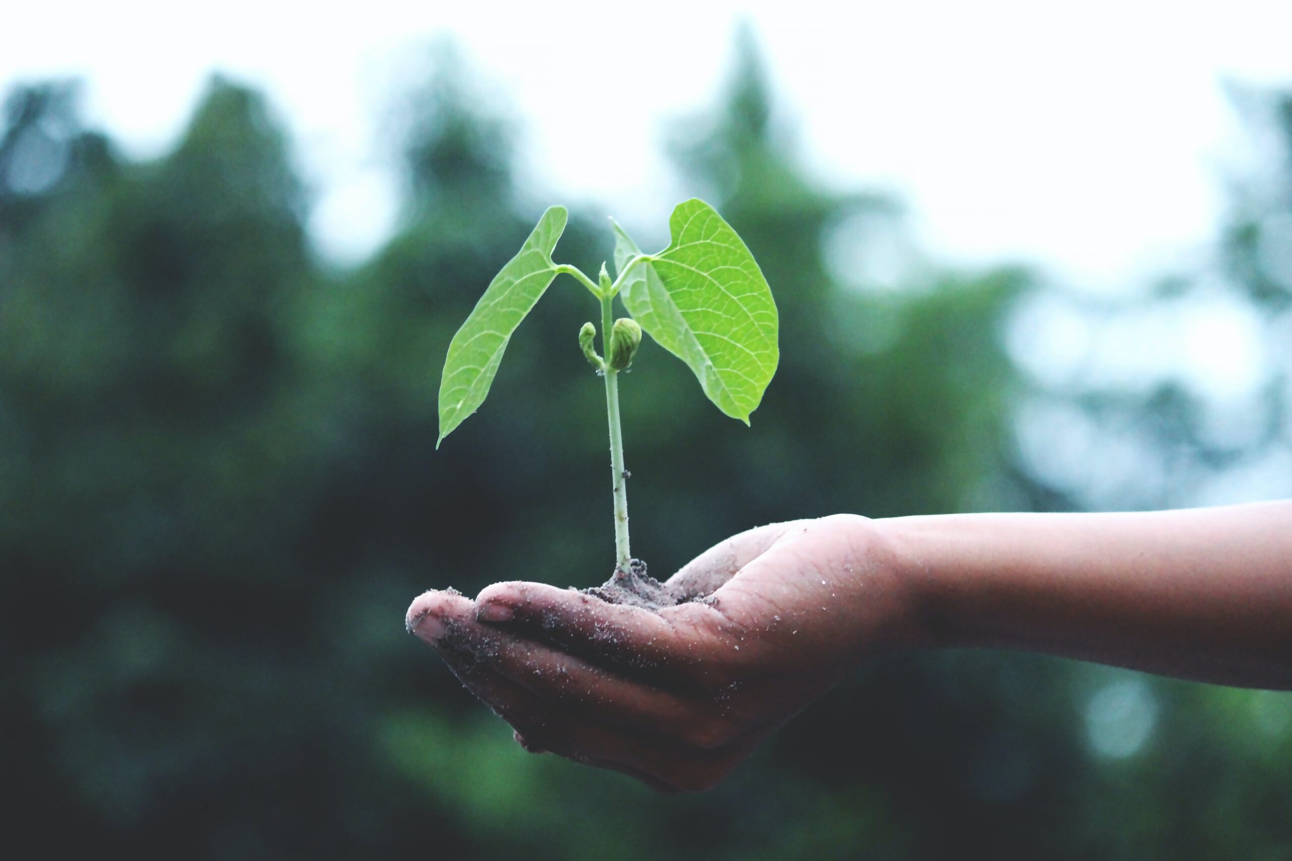 How to Successfully Promote Green Initiatives Through Press Releases 2 pexels akil mazumder 1072824 1 scaled