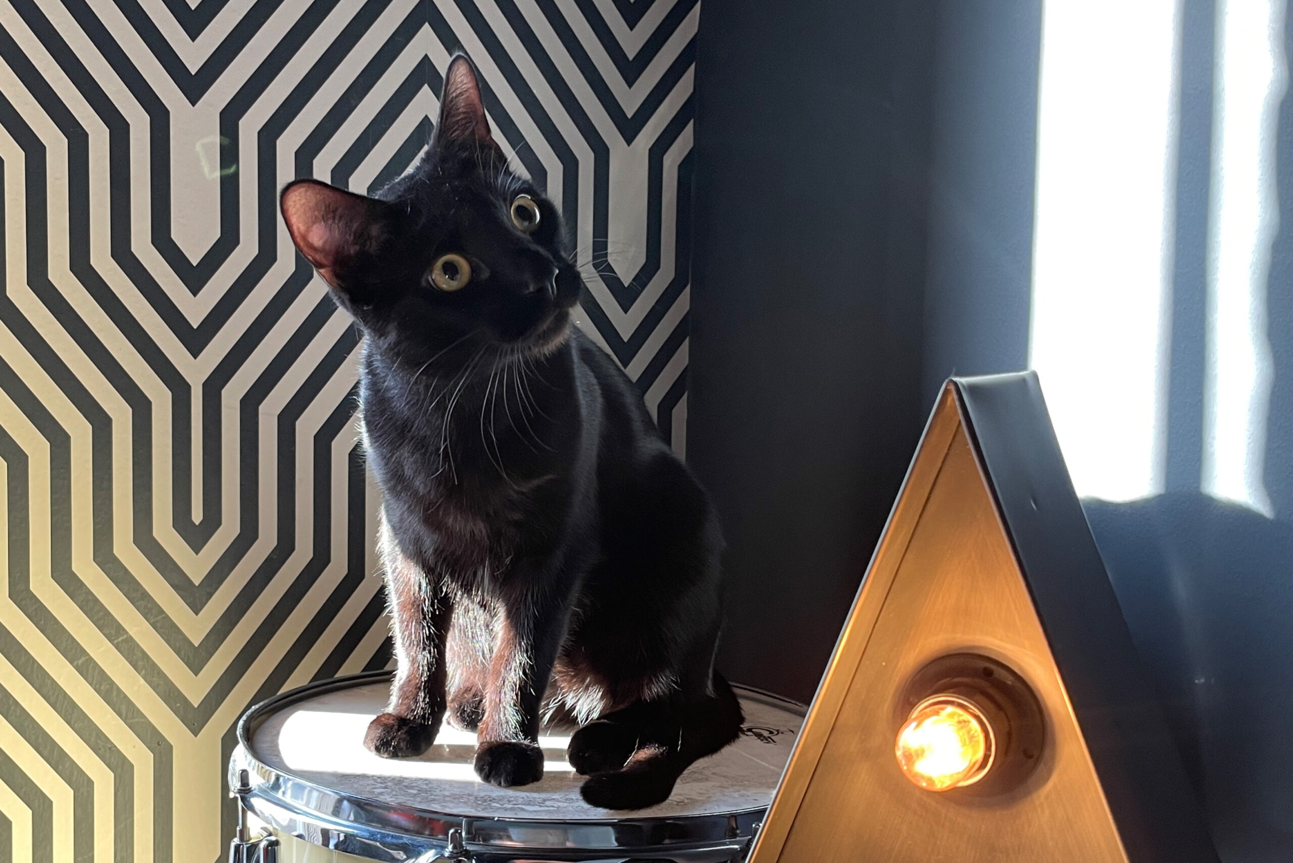 Soho’s infamous Jazz Cat opens his own Club